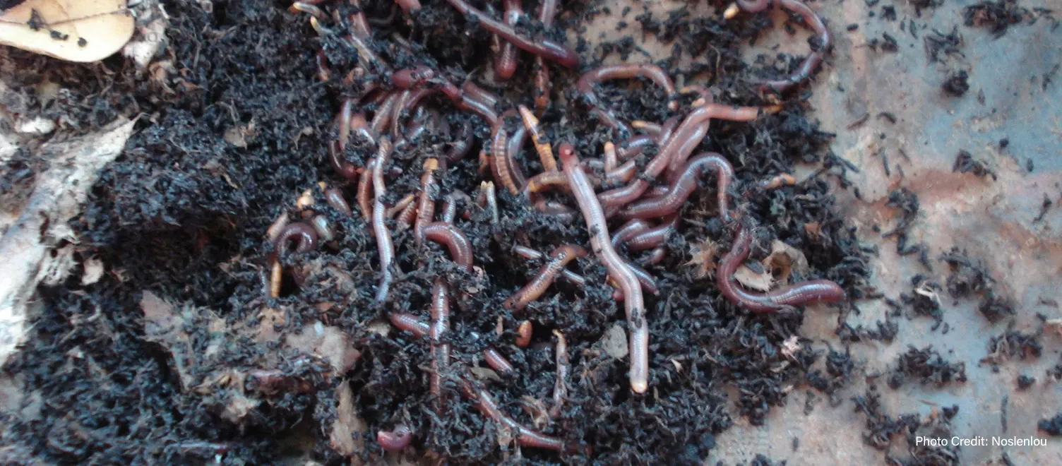 Worms crawling through soil - Photo Credit: Noslenlou