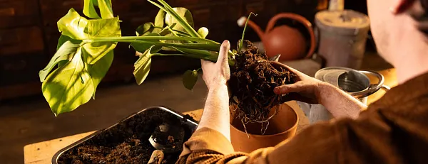 Person repotting a plant