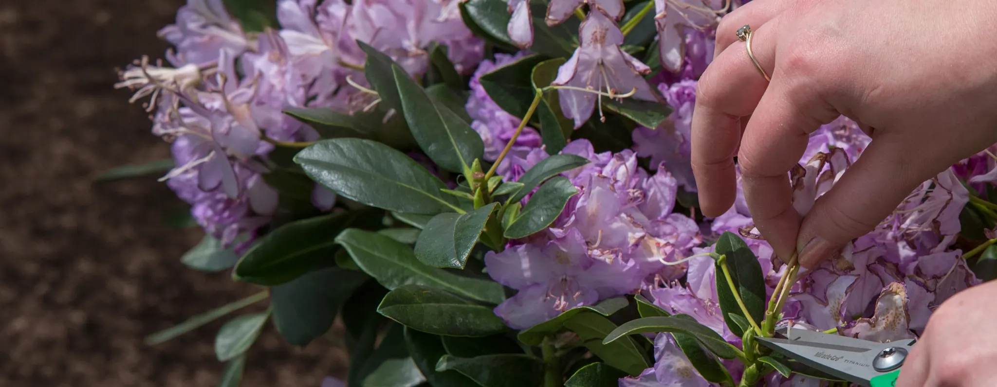 a woman's hands reaching toward flowers with snips to cut fresh flowers for her table
