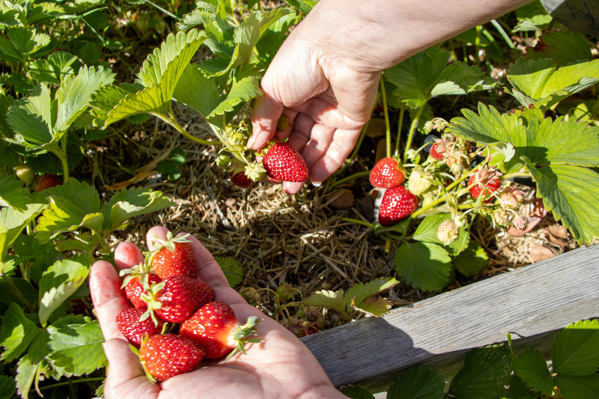 picking strawberries