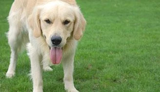 dog standing on a lawn