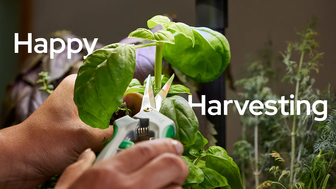 Happy Harvesting