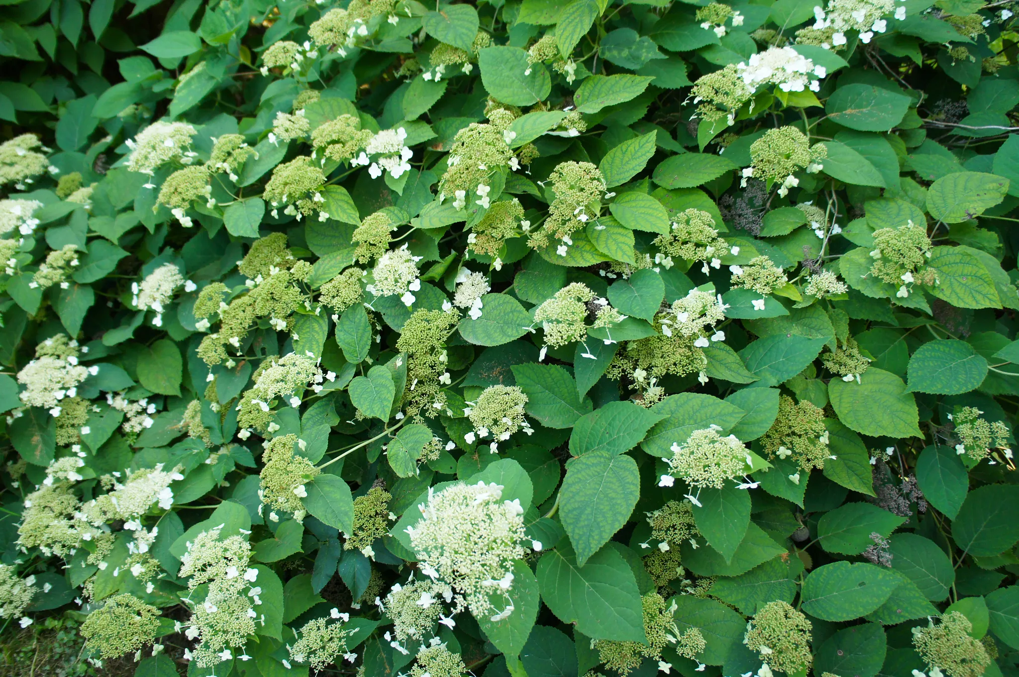 Climbing hydrangea with white flowers
