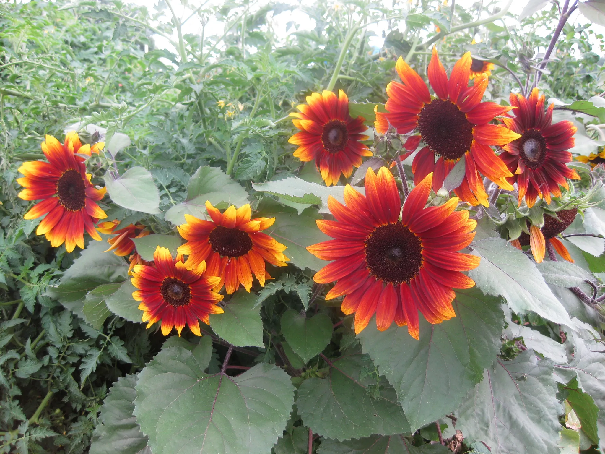 Sunflowers growing in the garden with red, orange, and yellow flowers