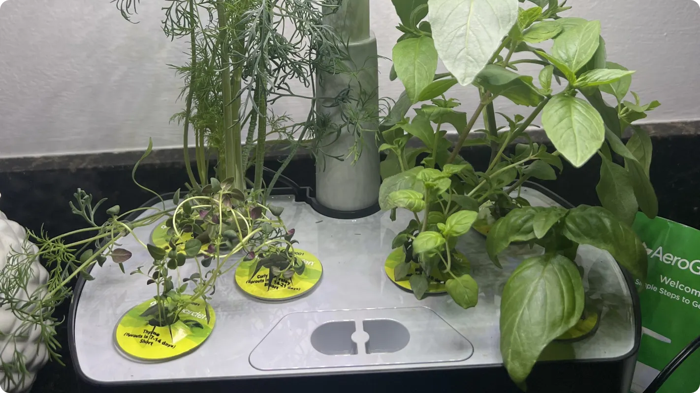 Customer's image of their herbs growing in their AeroGarden