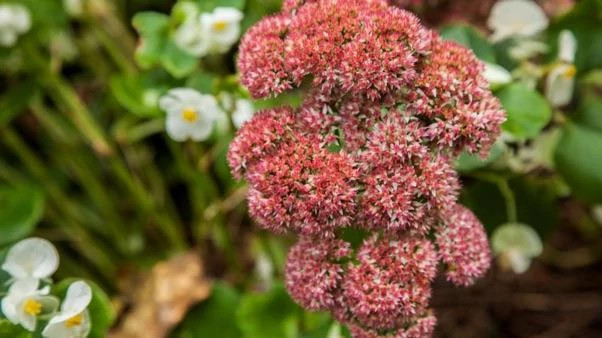 Sedum