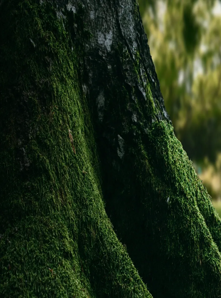 Lush green moss growing on the textured bark of a large tree trunk in a forest setting.