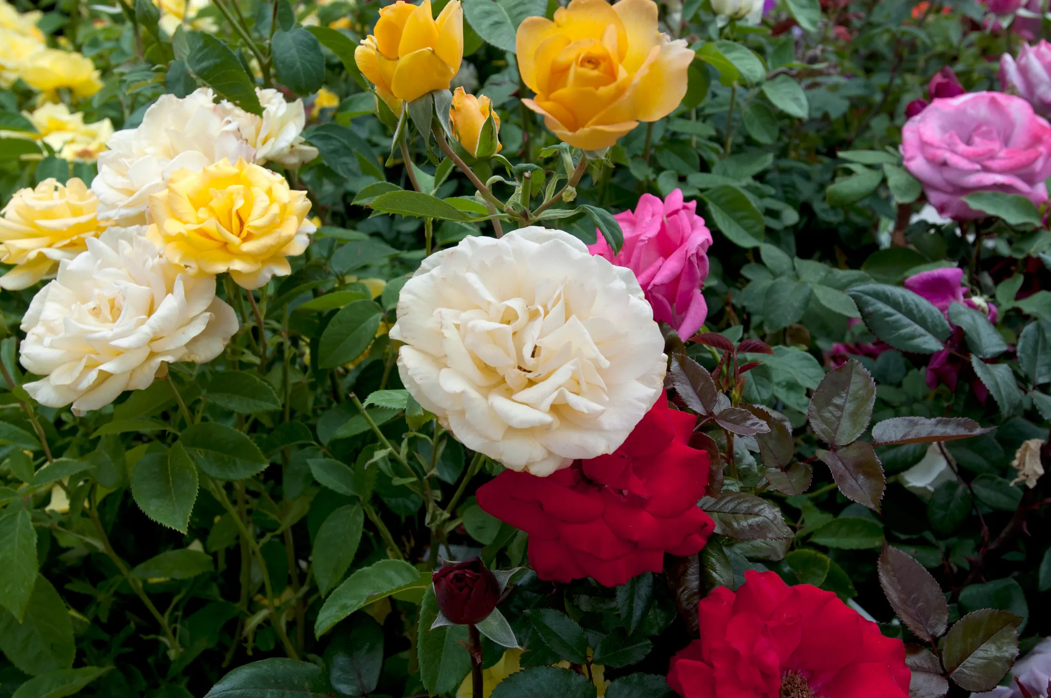 Rose flowers in multiple colors