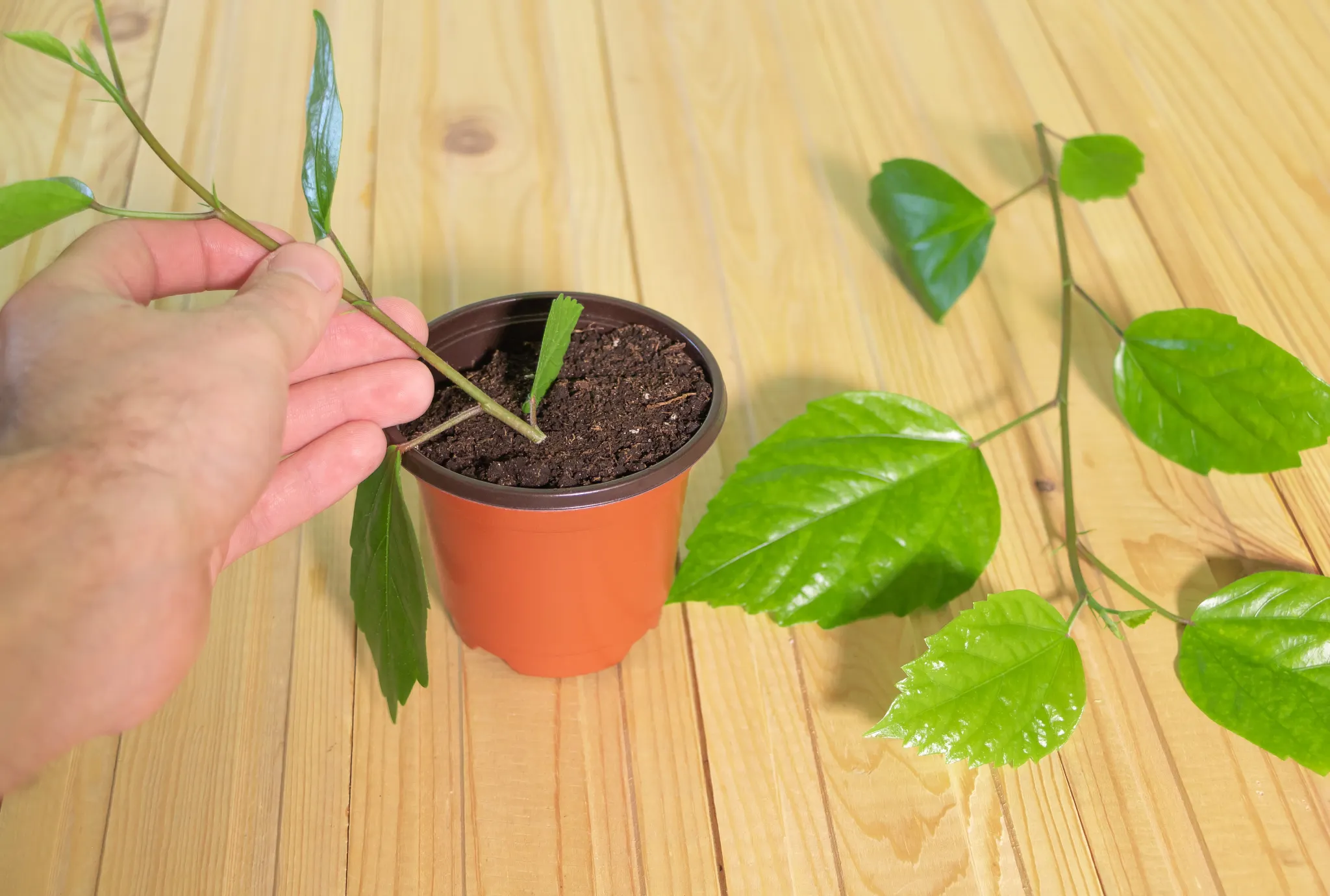 A gardner is planting Hibiscus from cuttings - Plant cuttings in the hand. How to prune hibiscus by cuttings concept - Grow tropical plants at home.