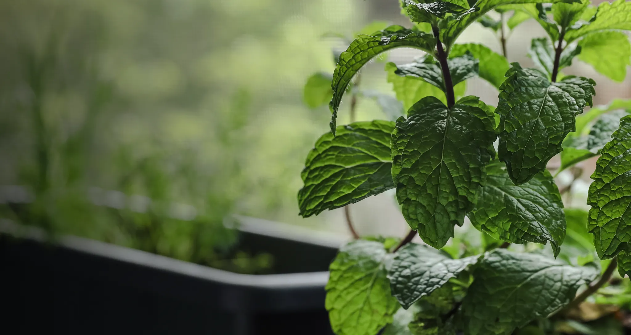 Headline reading "Mint overload? Cool new ways to use it" with subhead "If your garden is growing massive amounts of mint, follow these fresh ideas to liven up your cooking &mdash; and cocktails" by Sinuhe Xavier, featuring a close-up background of fresh green mint plants growing in a garden container.