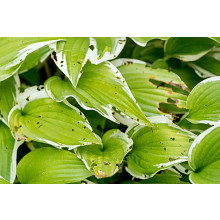 Ortho&reg; Slug B Gon&reg; Slug and Snail Bait image number null