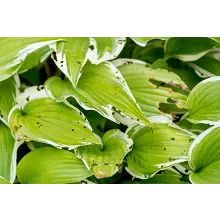 Ortho&reg; Slug B Gon&reg; Slug and Snail Bait image number null