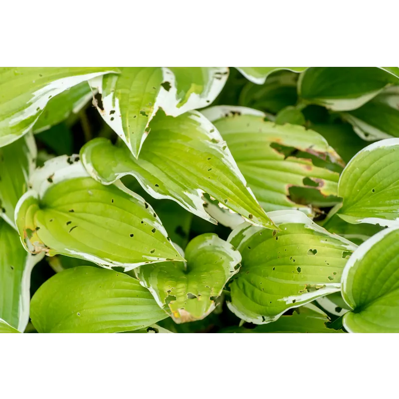 Ortho&reg; Slug B Gon&reg; Slug and Snail Bait image number 3.0