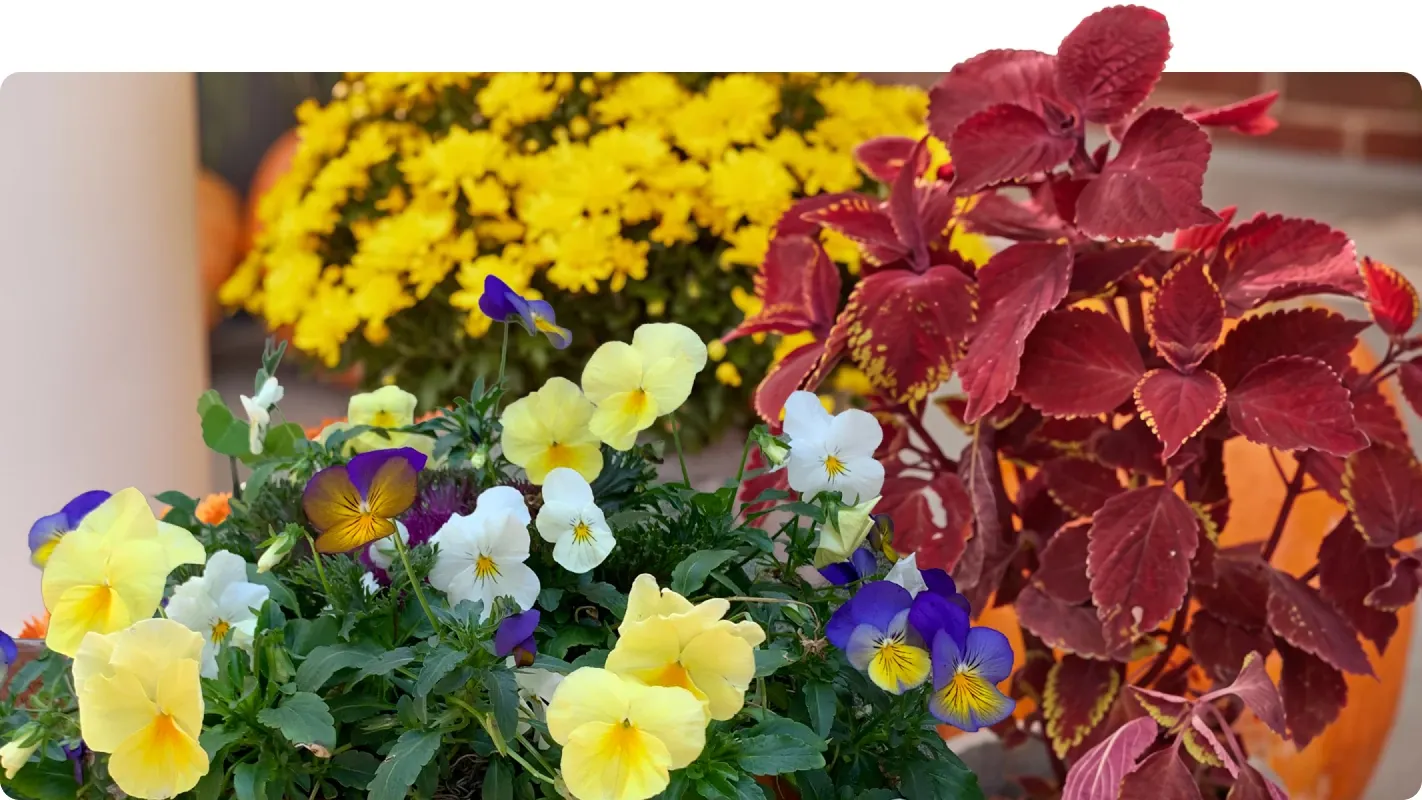 Potted fall garden display featuring colorful pansies, red coleus foliage, and yellow chrysanthemums.