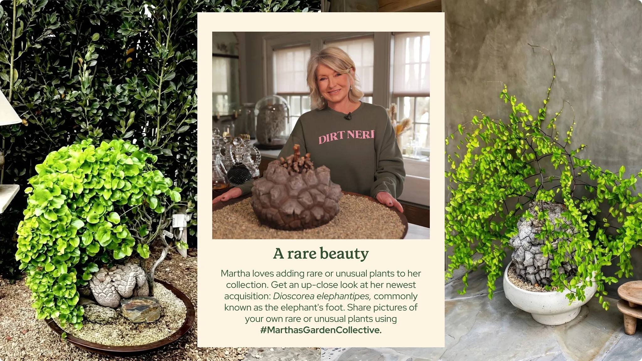 An image framed on top of another image, featuring Martha Stewart wears a green "DIRT NERD" sweatshirt with the Dioscorea elephantipes plant sitting on the counter in front of her. The text below Martha's image reads: "A rare beauty. Martha loves adding rare or unusual plants to her collection. Get an up-close look at her newest acquisition: Dioscorea elephantipes, commonly known as the elephant&rsquo;s foot. Share pictures of your own rare or unusual plants using #MarthasGardenCollective." The background image features on the left, a mature elephant's foot plant with a thick, textured base and lush green leaves. On the right, another specimen grows in a white ceramic pot against a concrete wall. 
