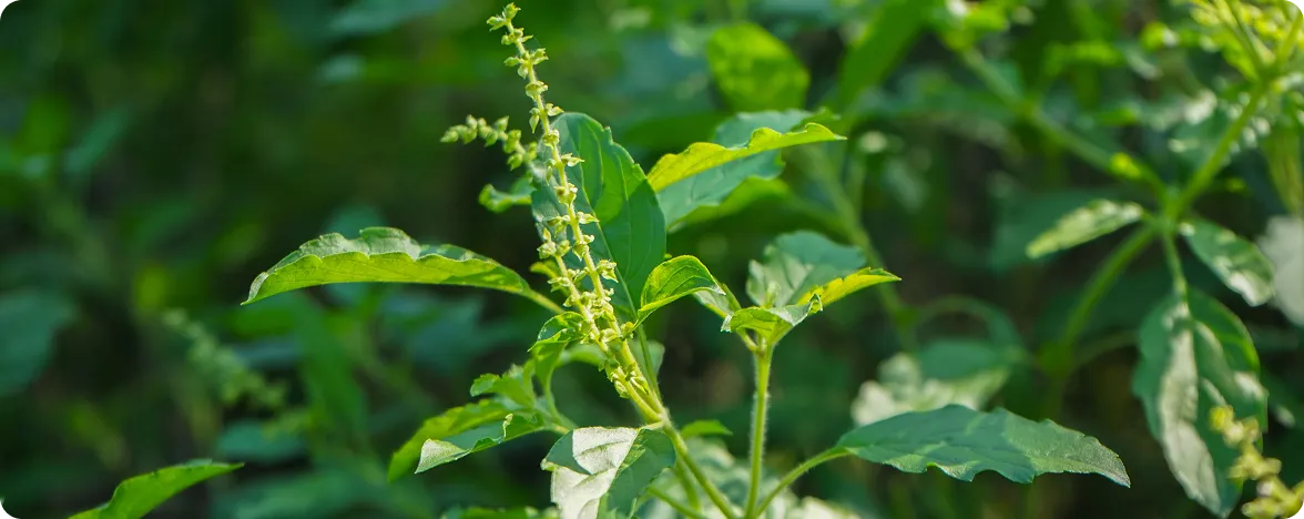 A close-up view of vibrant green Tulsi plant leaves with delicate flower spikes growing outdoors in bright sunlight.