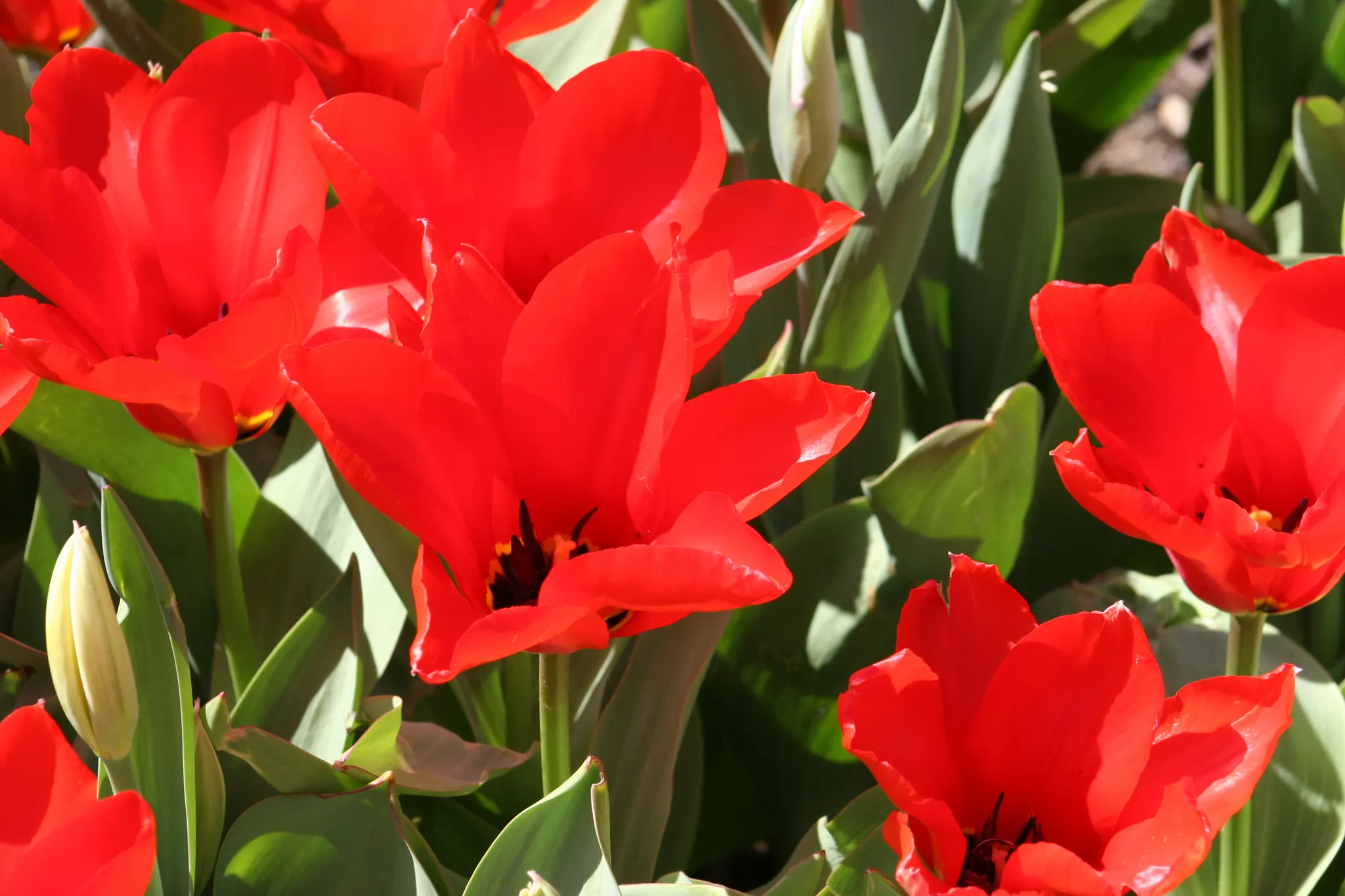 red tulip flower
