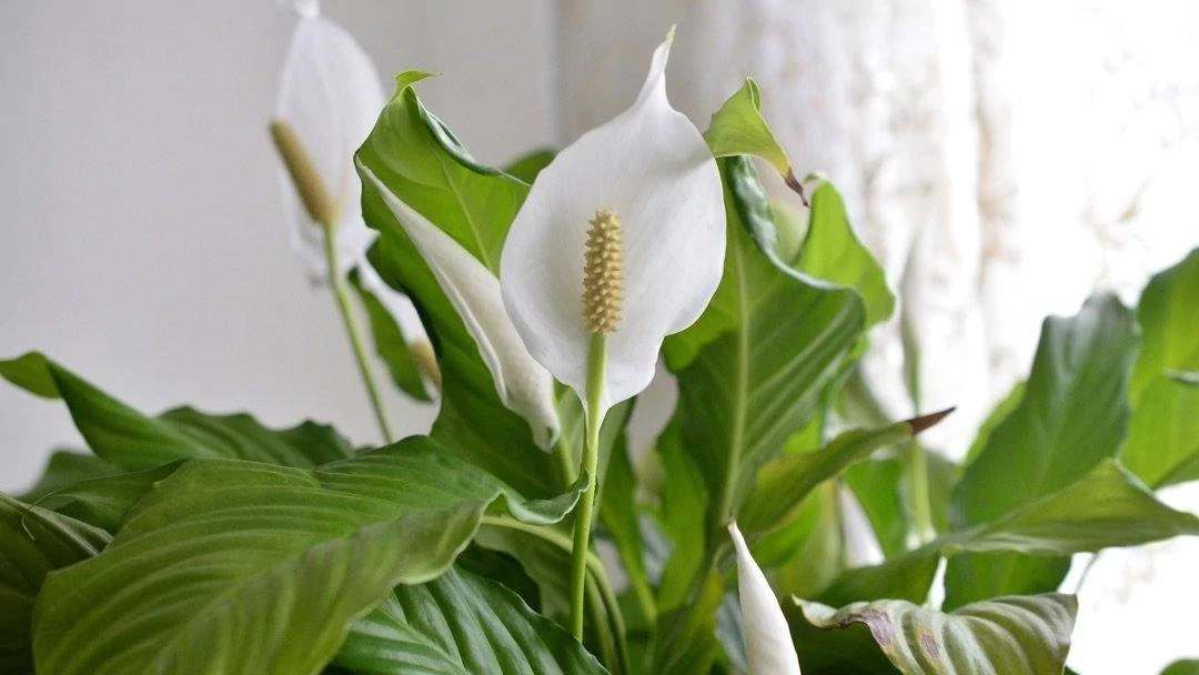 trellis for pothos Peptrella main image 0