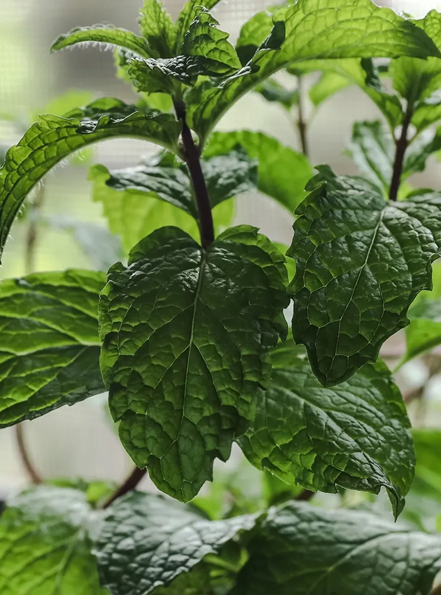 close up view of a mint plant
