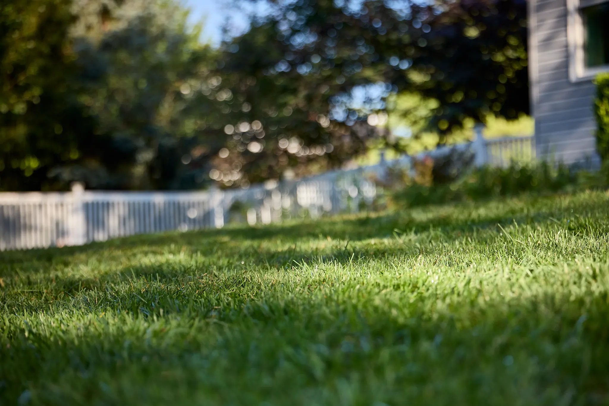 A sunny backyard with a lush green lawn sloping upwards toward a white picket fence.