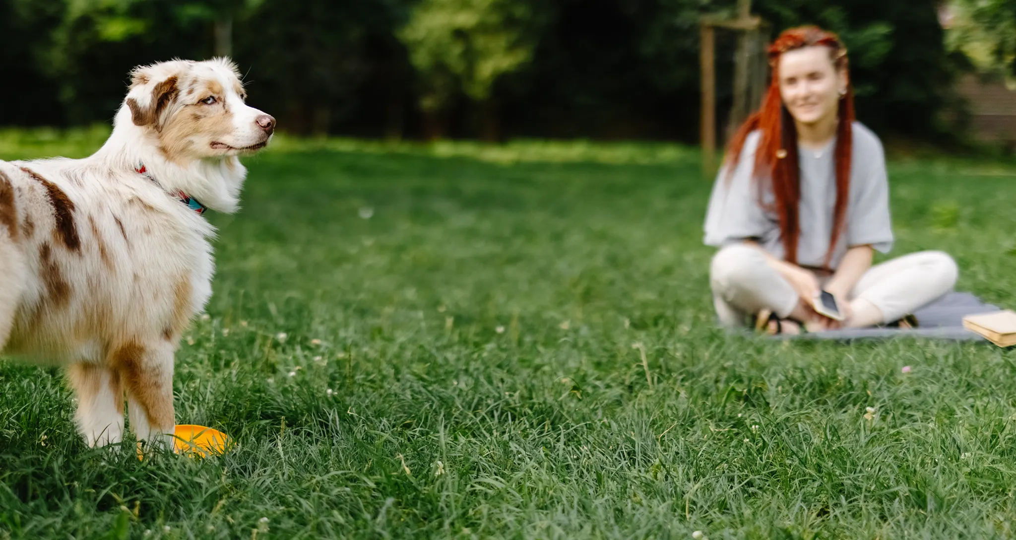 dogs in background