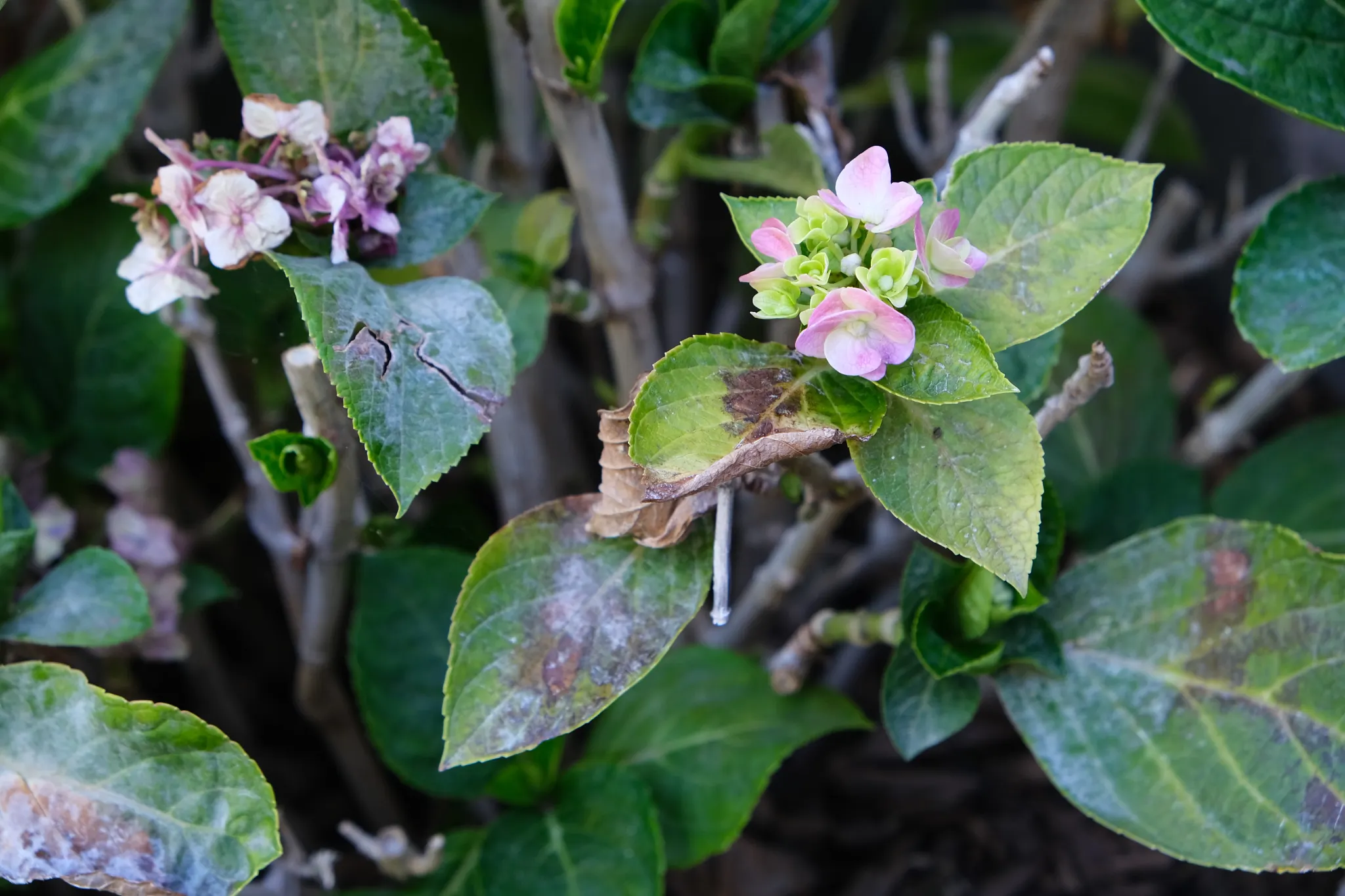 Hydrangea plant with powdery mildew on its leaves