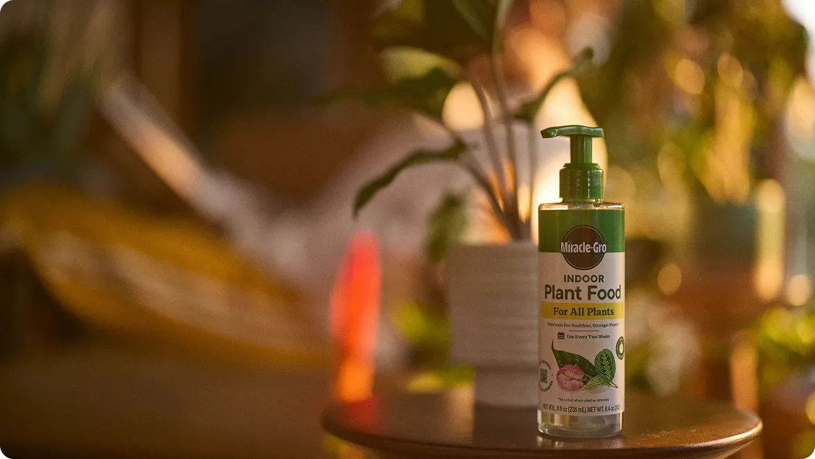 A bottle of MiracleGro Indoor Plant Food For All Plants sits on a small side table holding a potted plant with a very blurry background indicating more potted plants and someone sitting in a chair. 