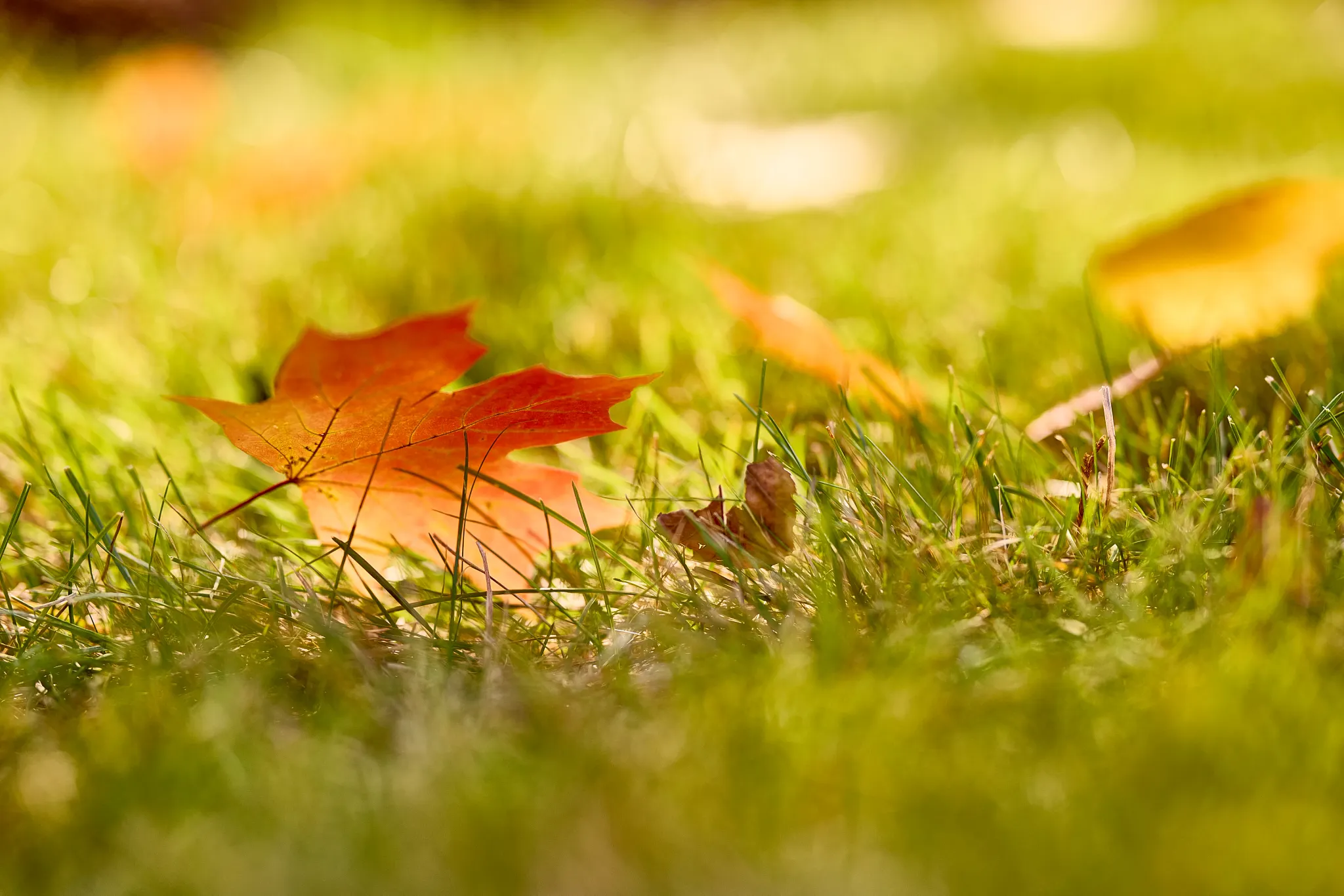 Fall leaves laying on a sun-lit lawn