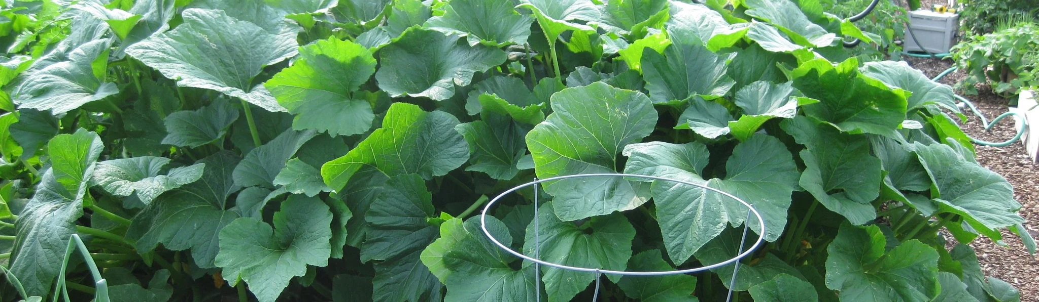 What Are Weed Control Solutions for Vegetable and Herb Gardens?