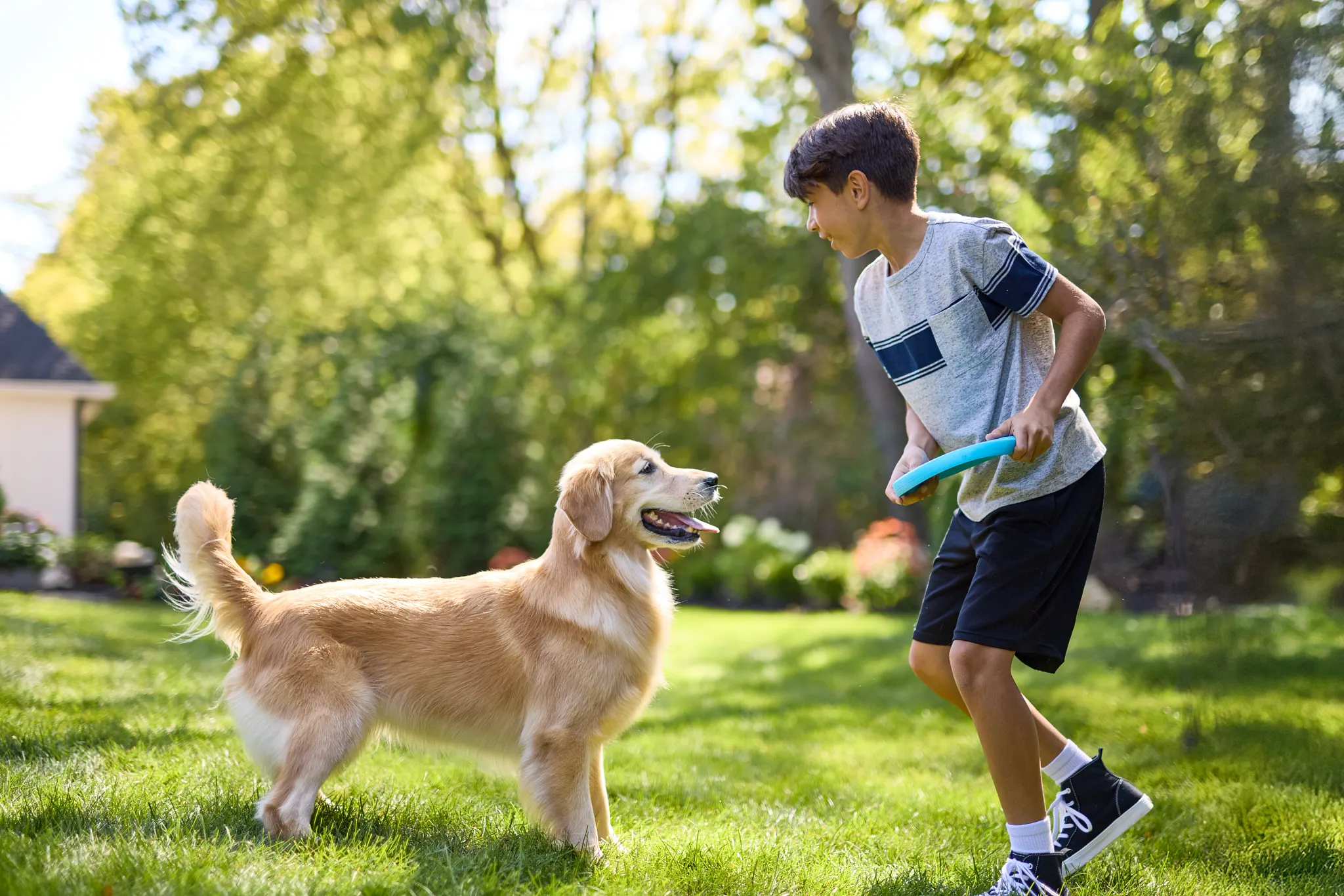 A boy plays frisbee with his golden retriever in the yard