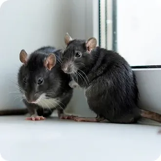 Rats