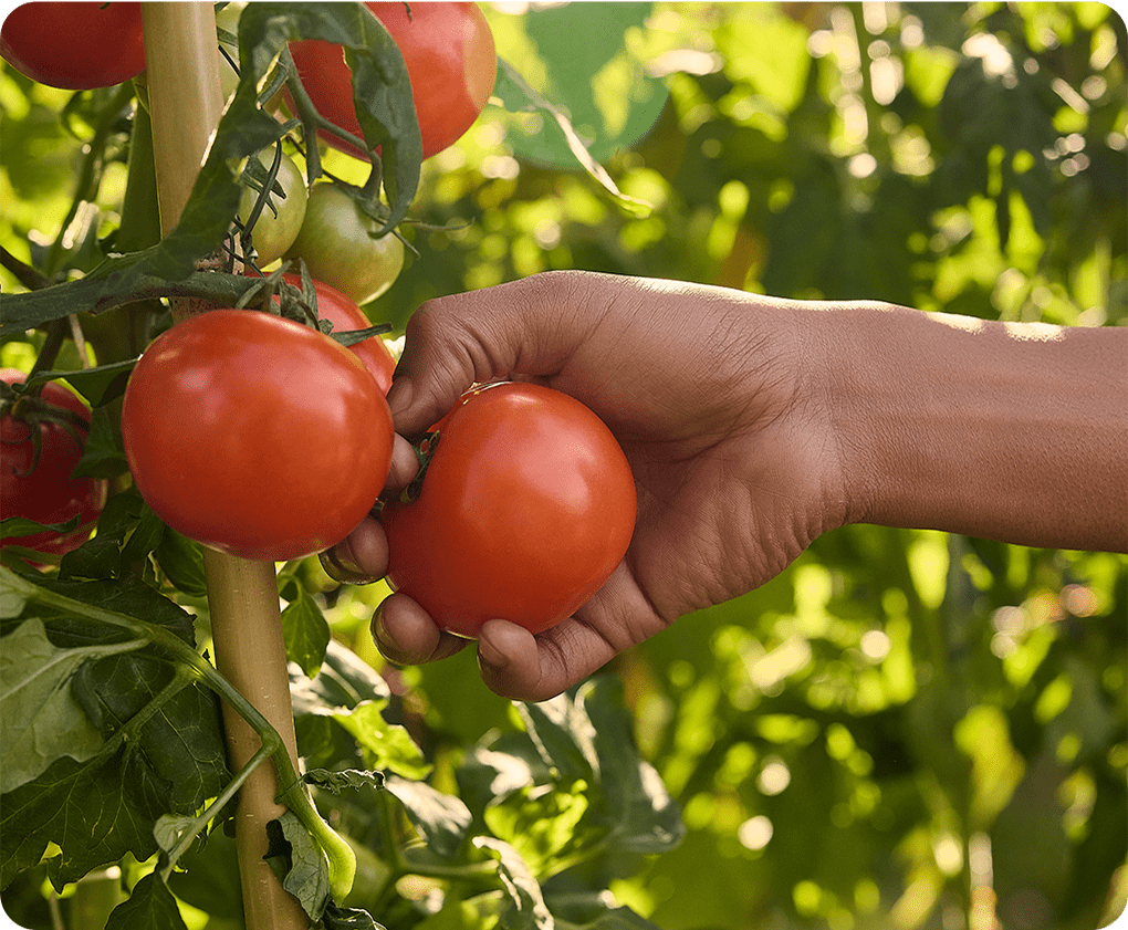 hand pulling a tomato
