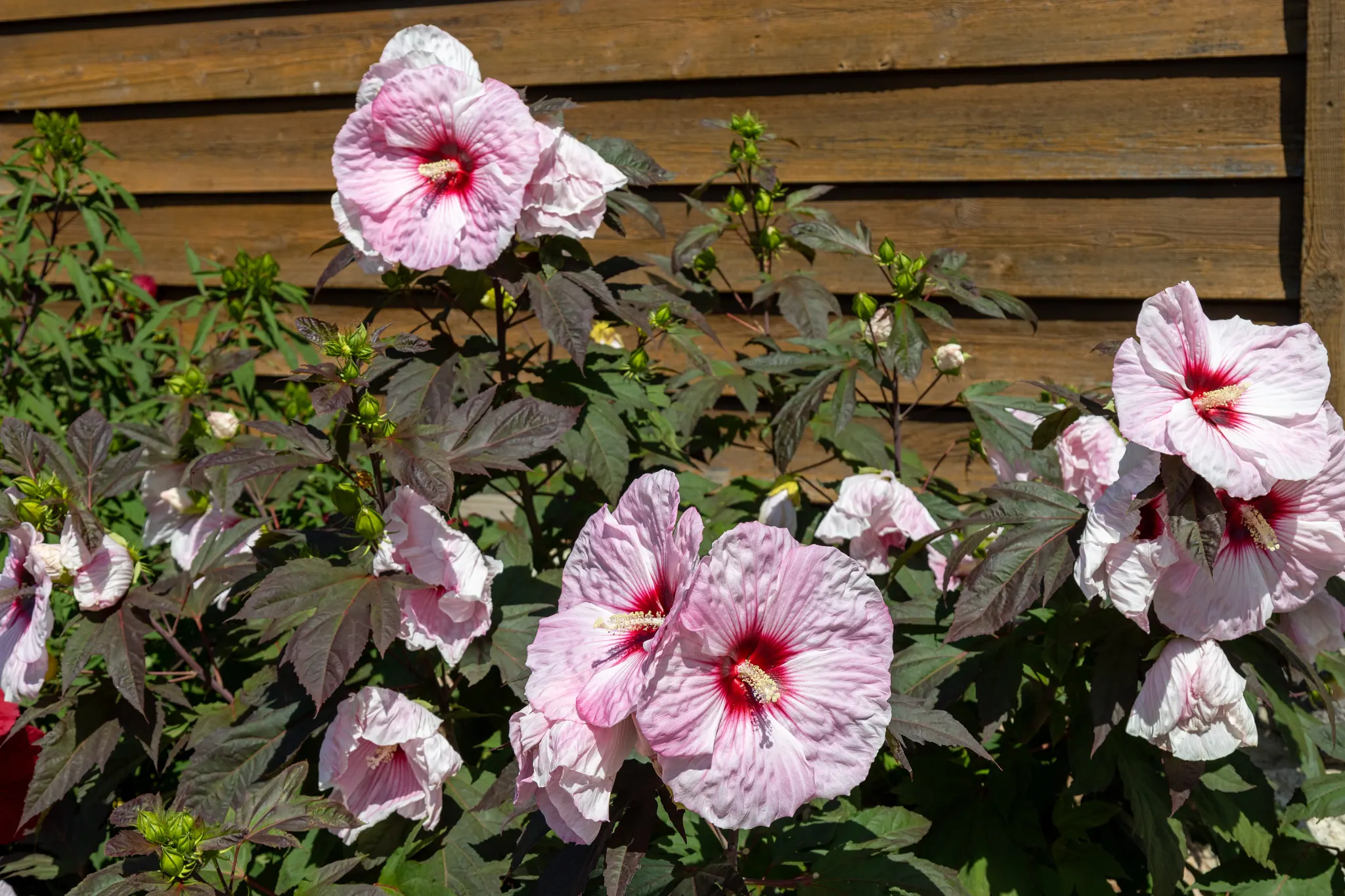 Close up view of large white and red hibiscus plant flowers blooming in a sunny garden along a wooden building wall