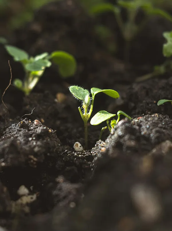 Plants sprouting from the dirt
