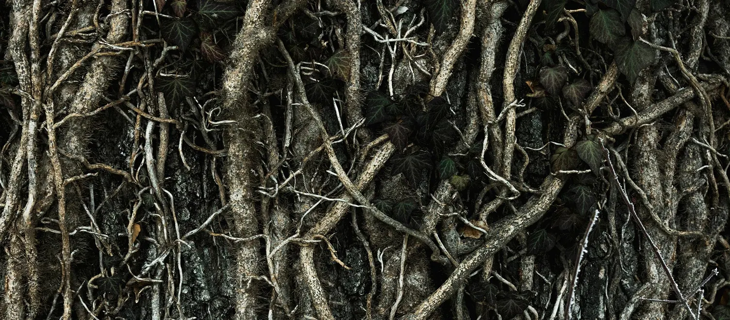 Knotted roots 
