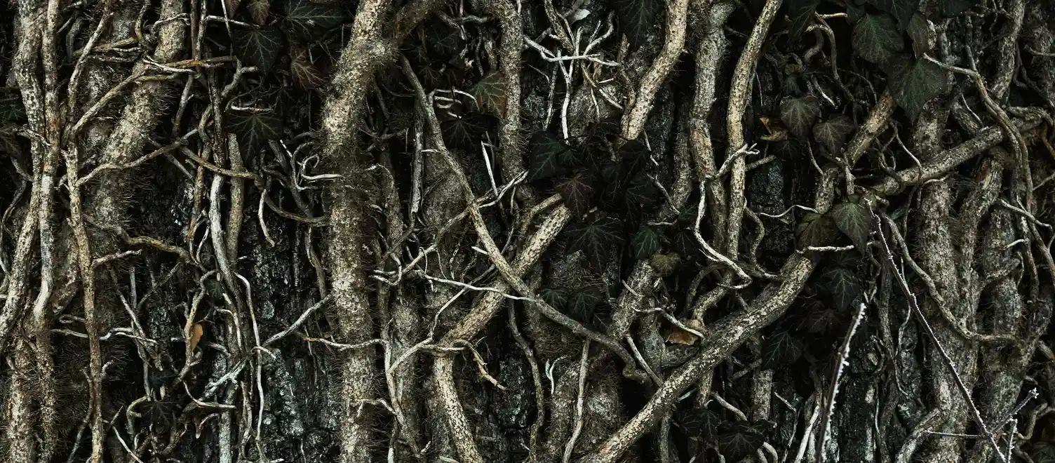 Knotted roots