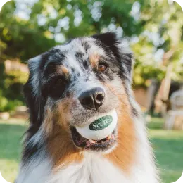 Dog holding a ball