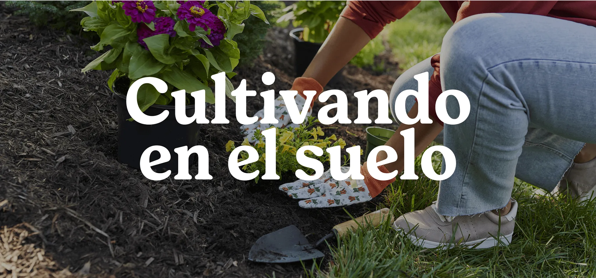 person planting in mulched flowerbed with text overlay that reads  "Cultivando en el suelo"