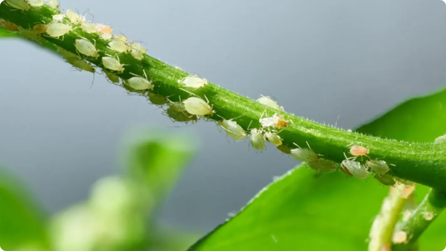 Small green aphids clustering along the stem of a garden plant.