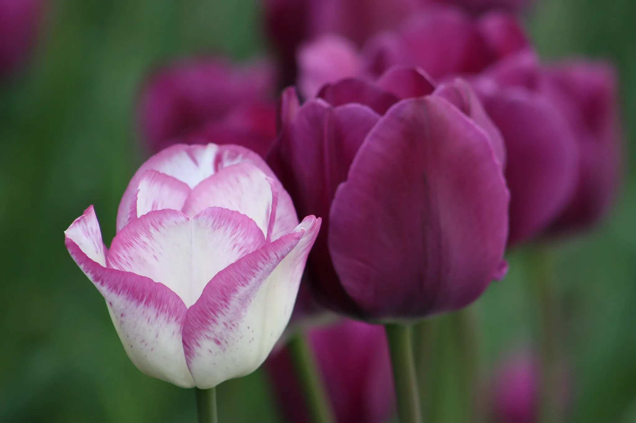 purple and white with light purple edge tulip flowers