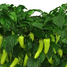 Sweet Banana Pepper Seed Pod Kit image number null