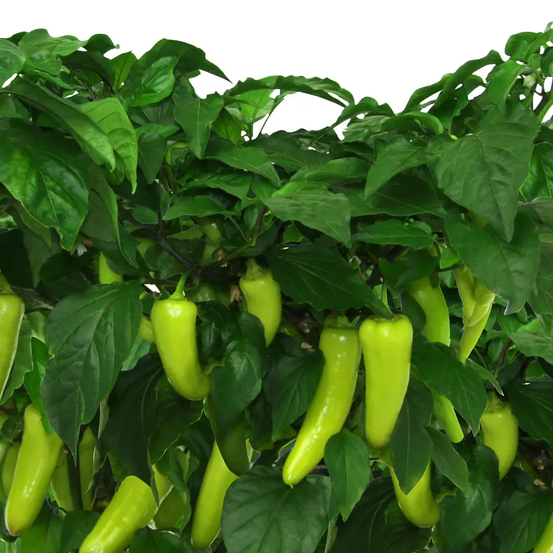 Sweet Banana Pepper Seed Pod Kit image number 2.0
