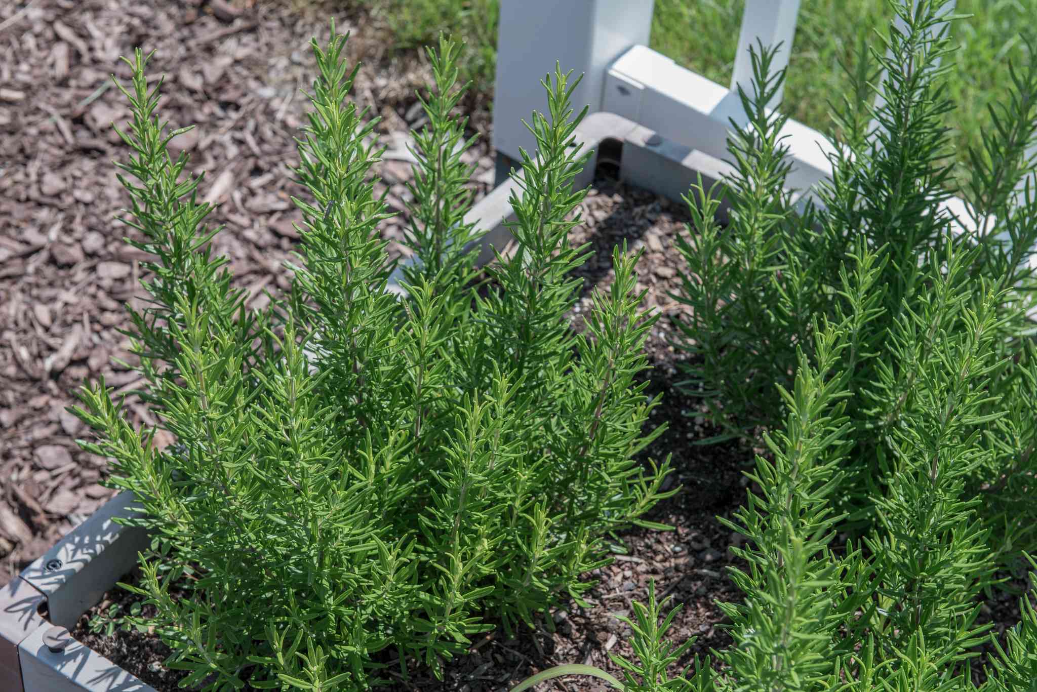 How to Grow and Harvest Rosemary | ScottsMiracle-Gro US