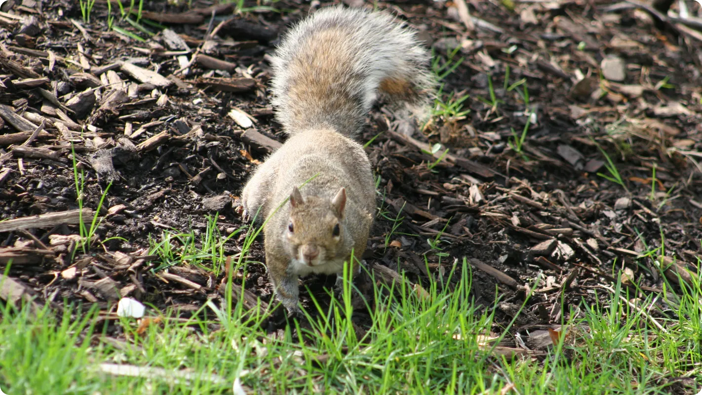 A squirrel on the edge of the mulch in a garden about to run through the grass