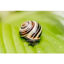 Ortho&reg; Slug B Gon&reg; Slug and Snail Bait image number null