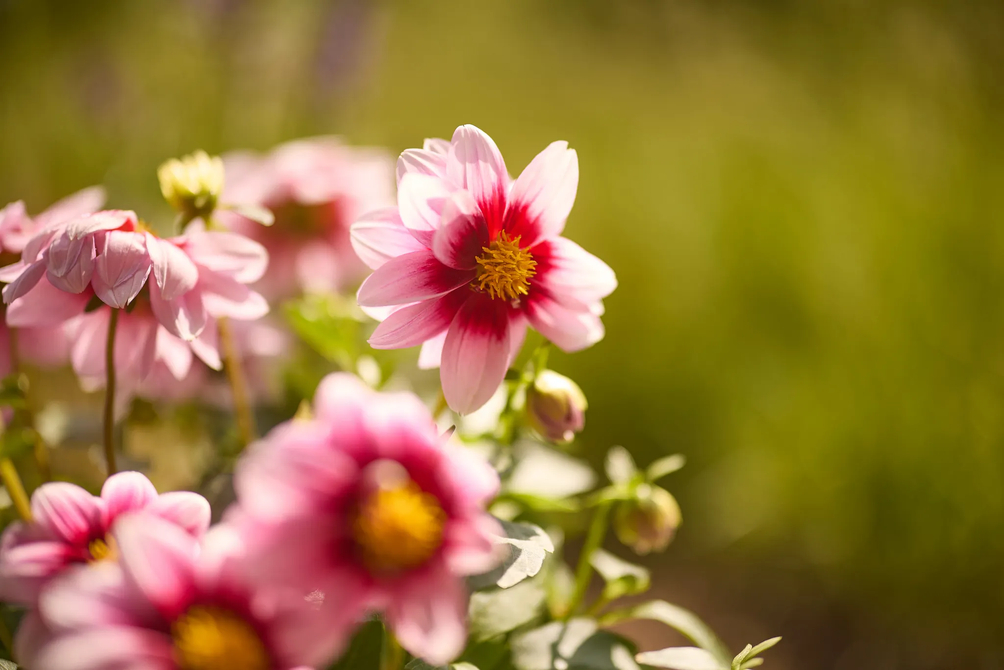 close-up pink bi-color dahlia flower