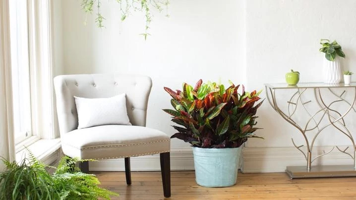 Croton plant on floor