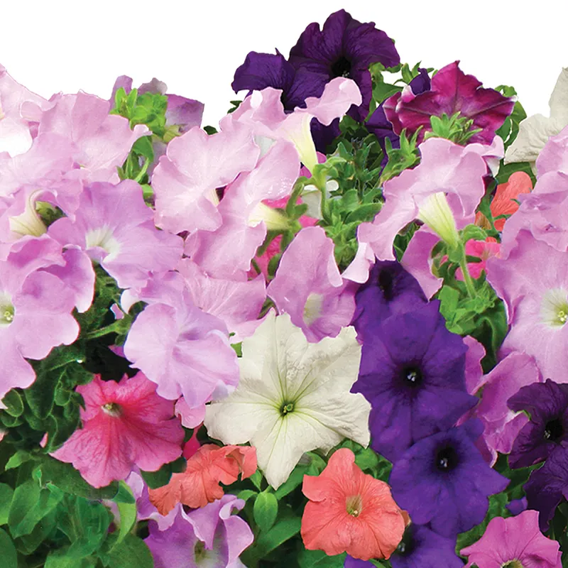 AeroGarden Cascading Petunias Seed Pod Kit image number 2.0
