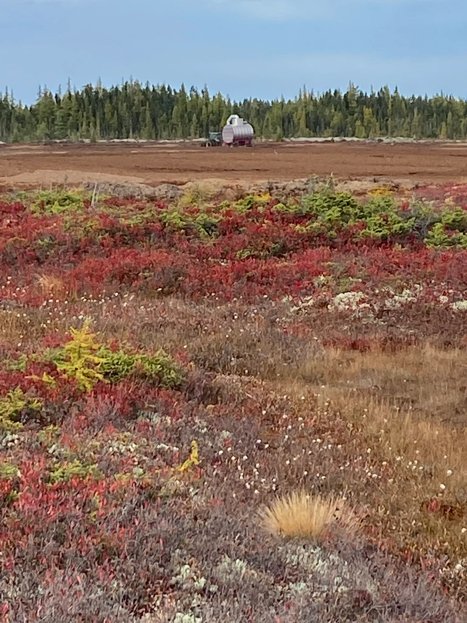 peat bog