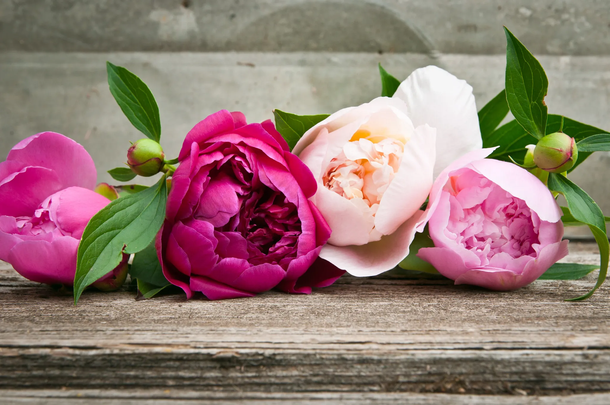 peony beauty shot